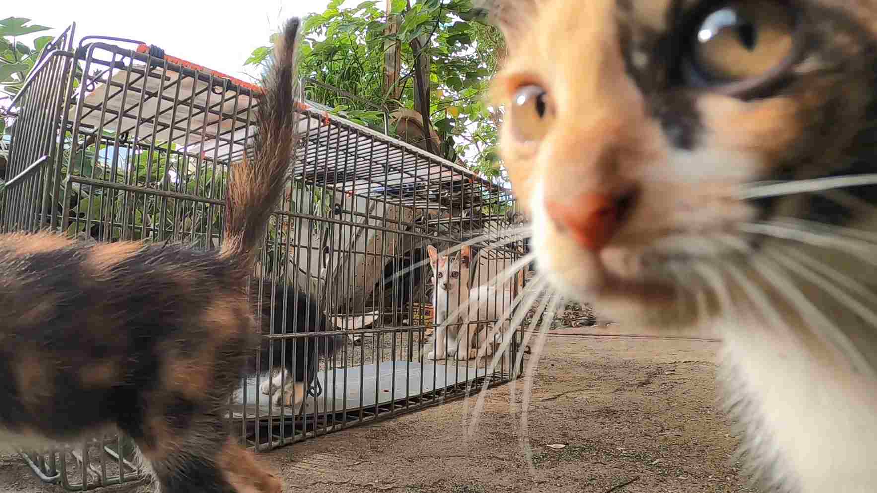 路上的貓背後的人