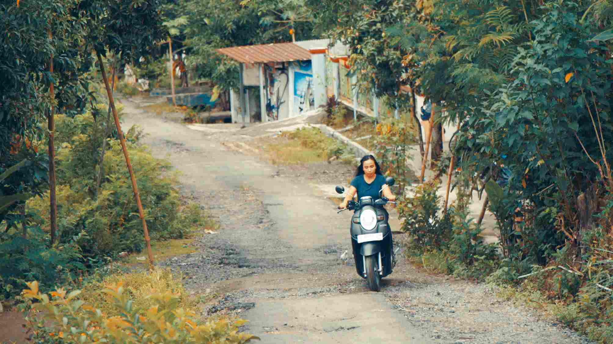 我家有棵芒果樹